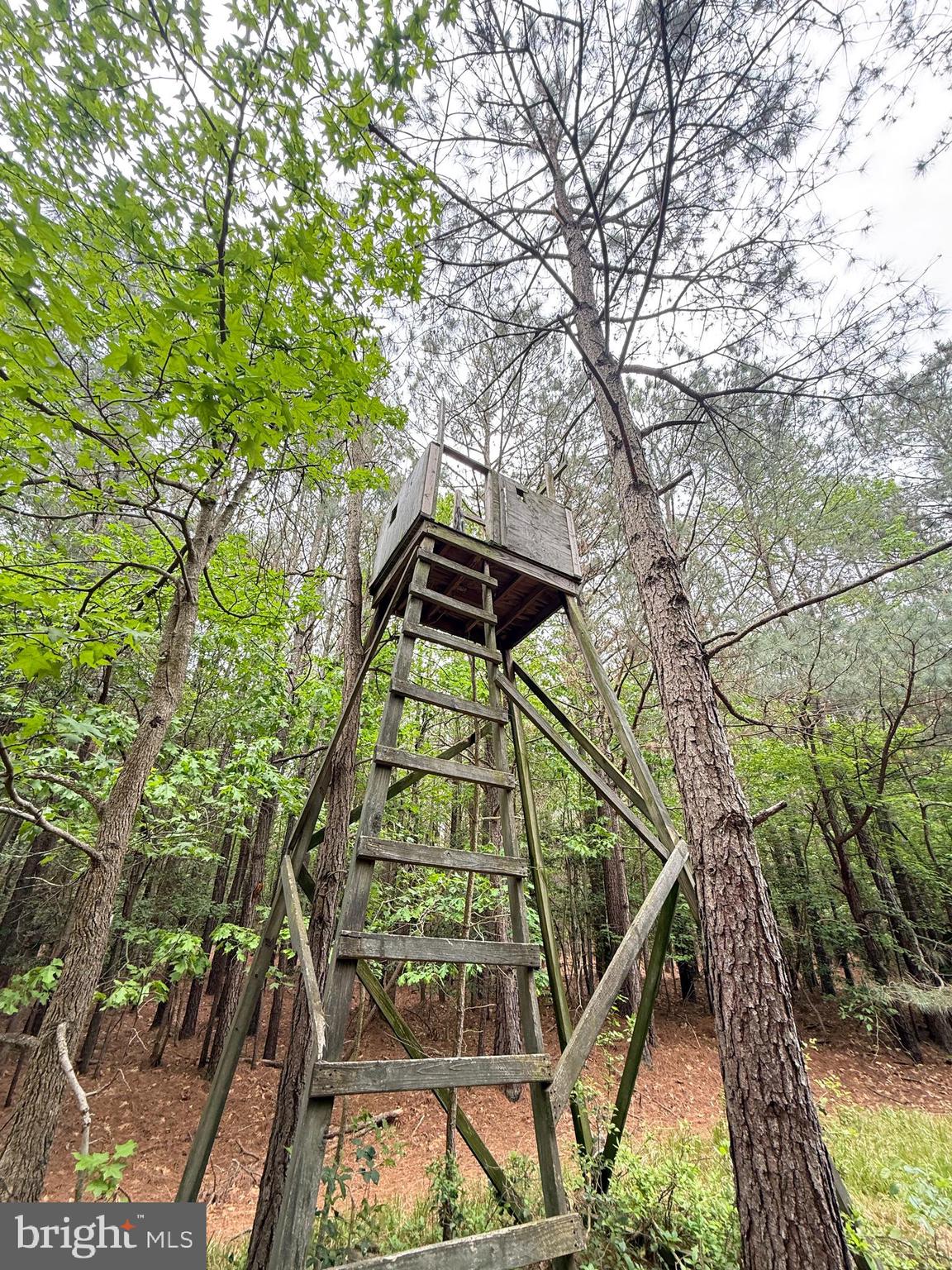 Taylors Island Road Woolford, MD 21677 - Photo 16 of 21 Old Deer Stand in perfect spot!