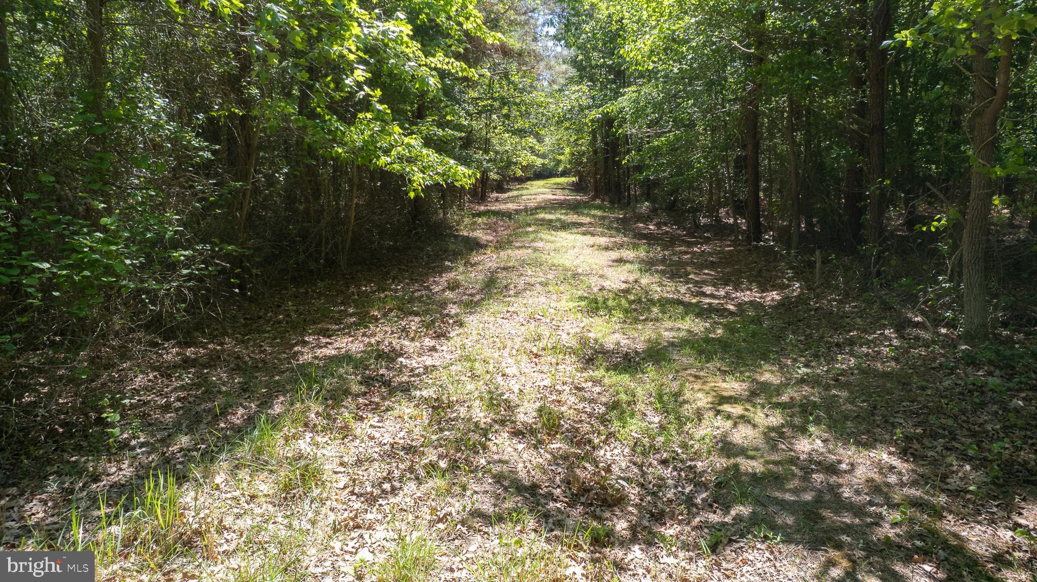 Taylors Island Road Woolford, MD 21677 - Photo 17 of 21 Logging Road Through Wooded Acres
