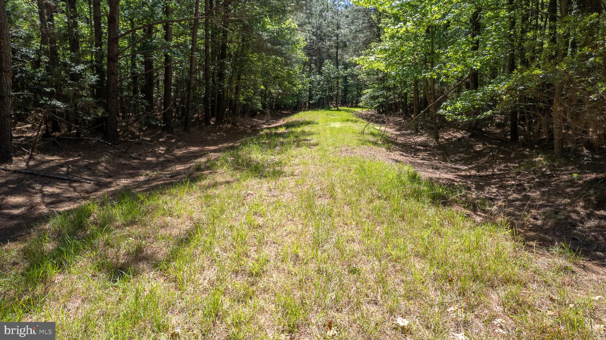Taylors Island Road Woolford, MD 21677 - Photo 18 of 21 Logging Road Through Wooded Acres
