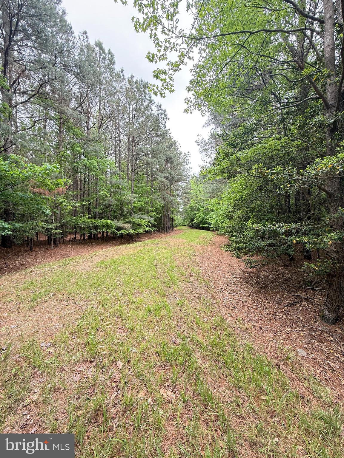 Taylors Island Road Woolford, MD 21677 - Photo 20 of 21 Logging Road from Deep Pt Rd to Taylors Island Rd