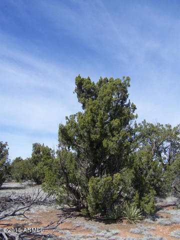 5789 North Cubby Bear Rd. Way, Unit 140 Williams, AZ 86046 - Photo 4 of 11 20150507043038390056000000-o