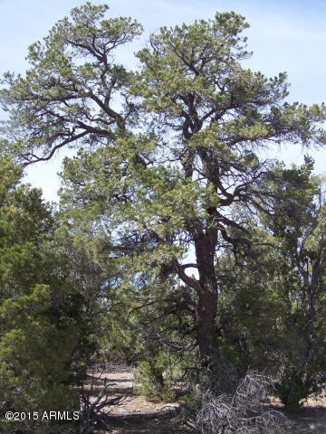 5789 North Cubby Bear Rd. Way, Unit 140 Williams, AZ 86046 - Photo 9 of 11 20150507043208506884000000-o