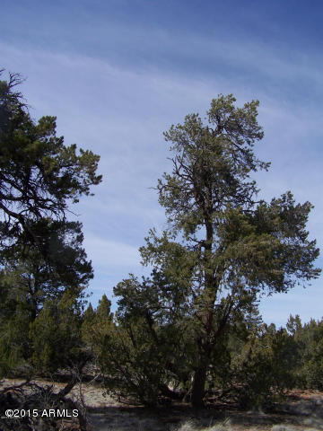 5789 North Cubby Bear Rd. Way, Unit 140 Williams, AZ 86046 - Photo 10 of 11 20150507043224059163000000-o