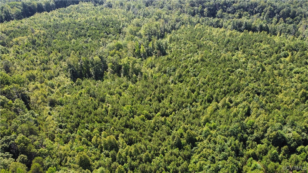 Aerial view of a forest
