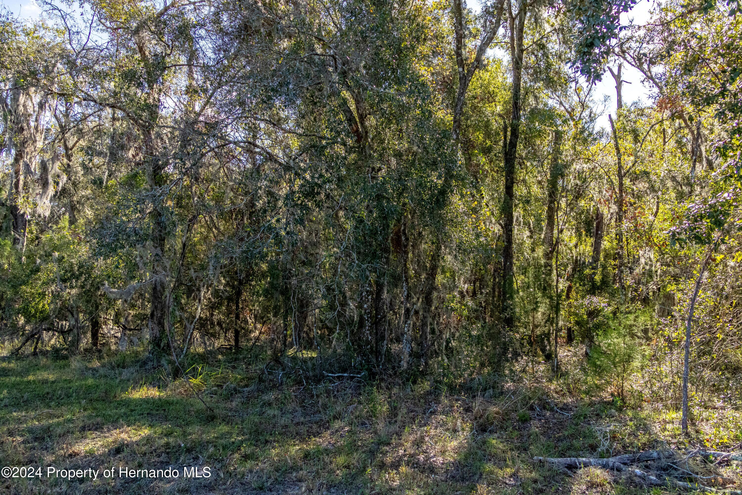 0 Deer Run Road Brooksville, FL 34601 - Photo 14 of 17 a view of forest