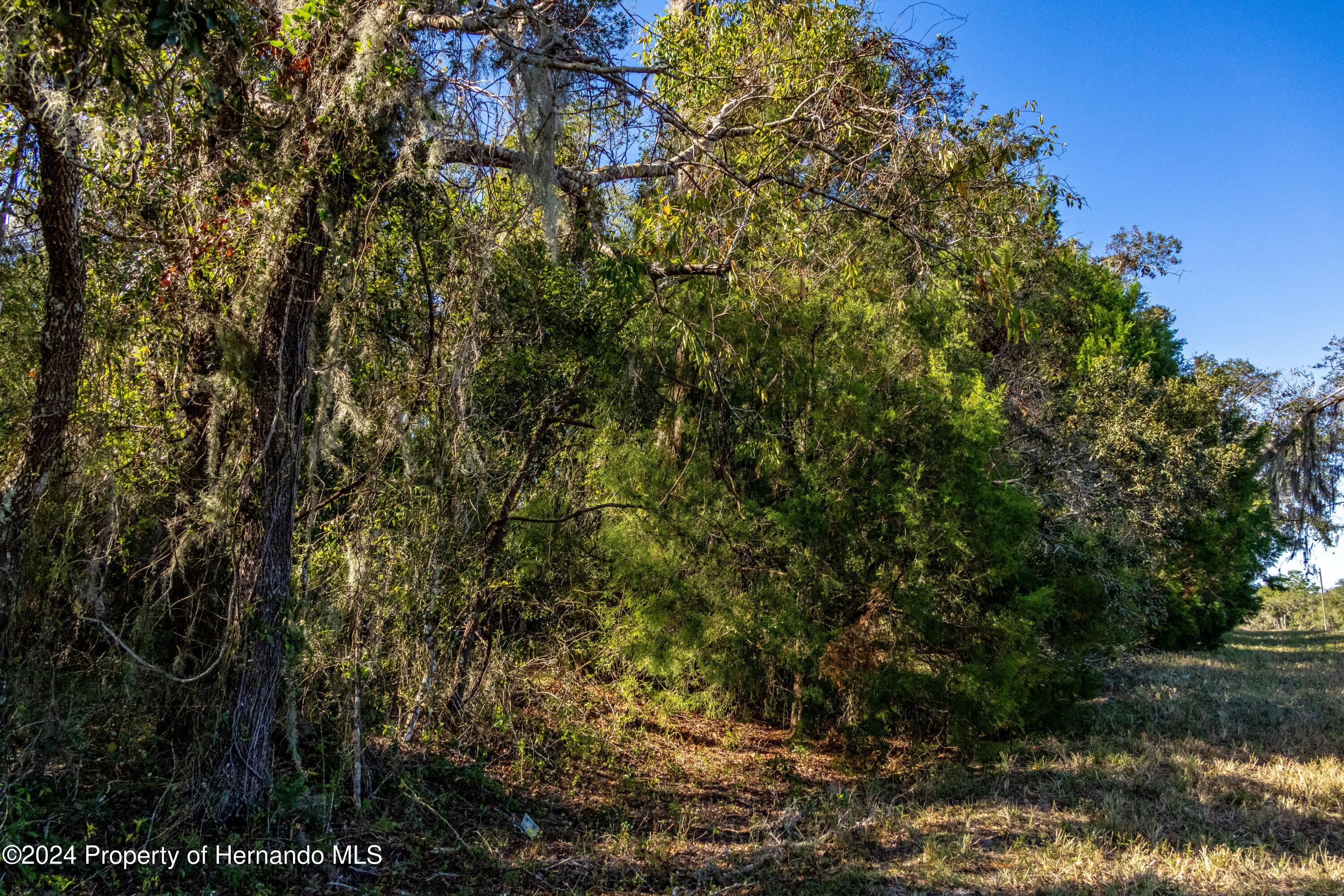 0 Deer Run Road Brooksville, FL 34601 - Photo 2 of 17 a view of a yard with a tree