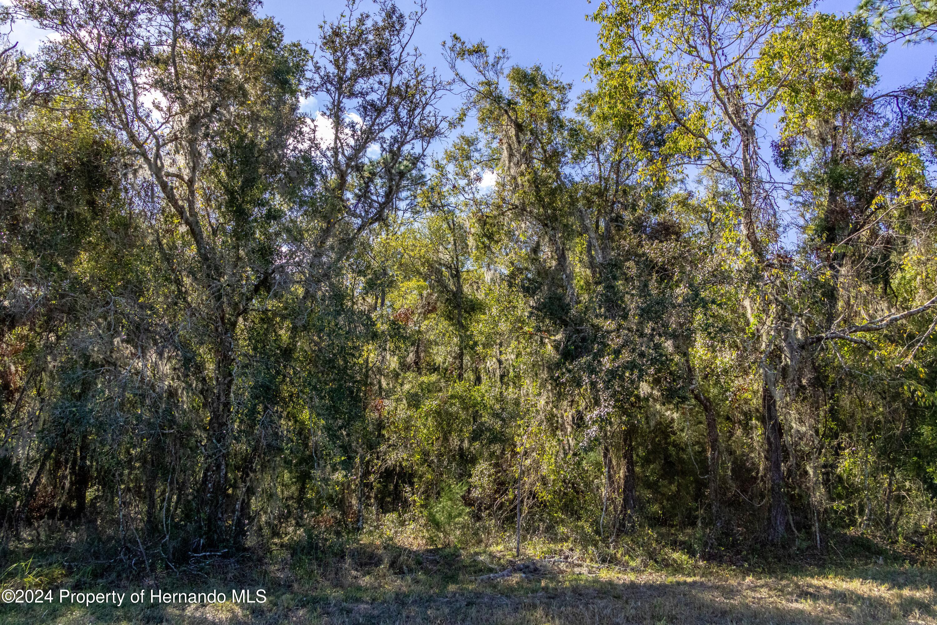 0 Deer Run Road Brooksville, FL 34601 - Photo 3 of 17 a view of a yard with plants and trees