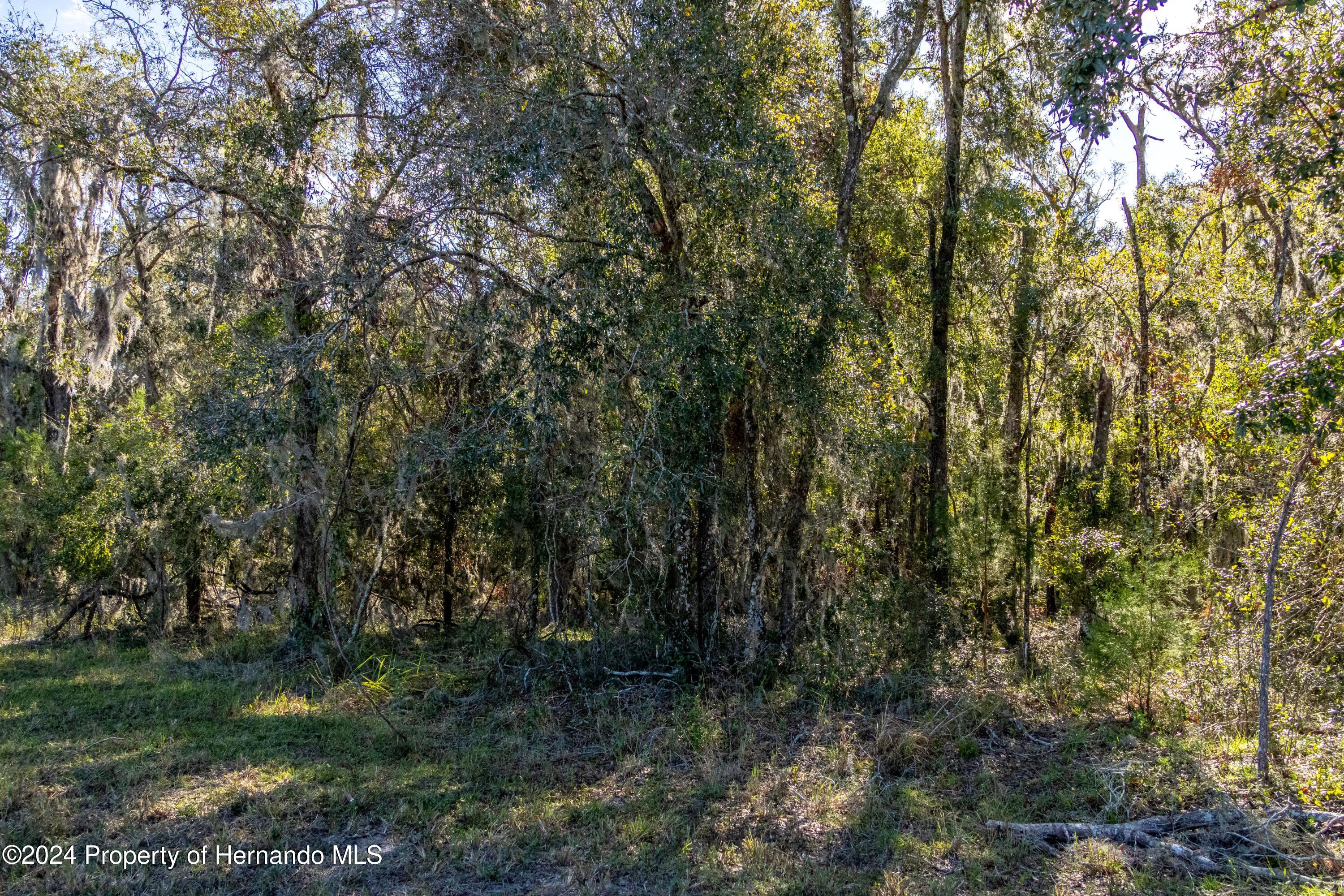 0 Deer Run Road Brooksville, FL 34601 - Photo 5 of 17 a view of forest