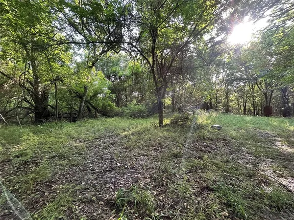 a view of a forest with trees in the background
