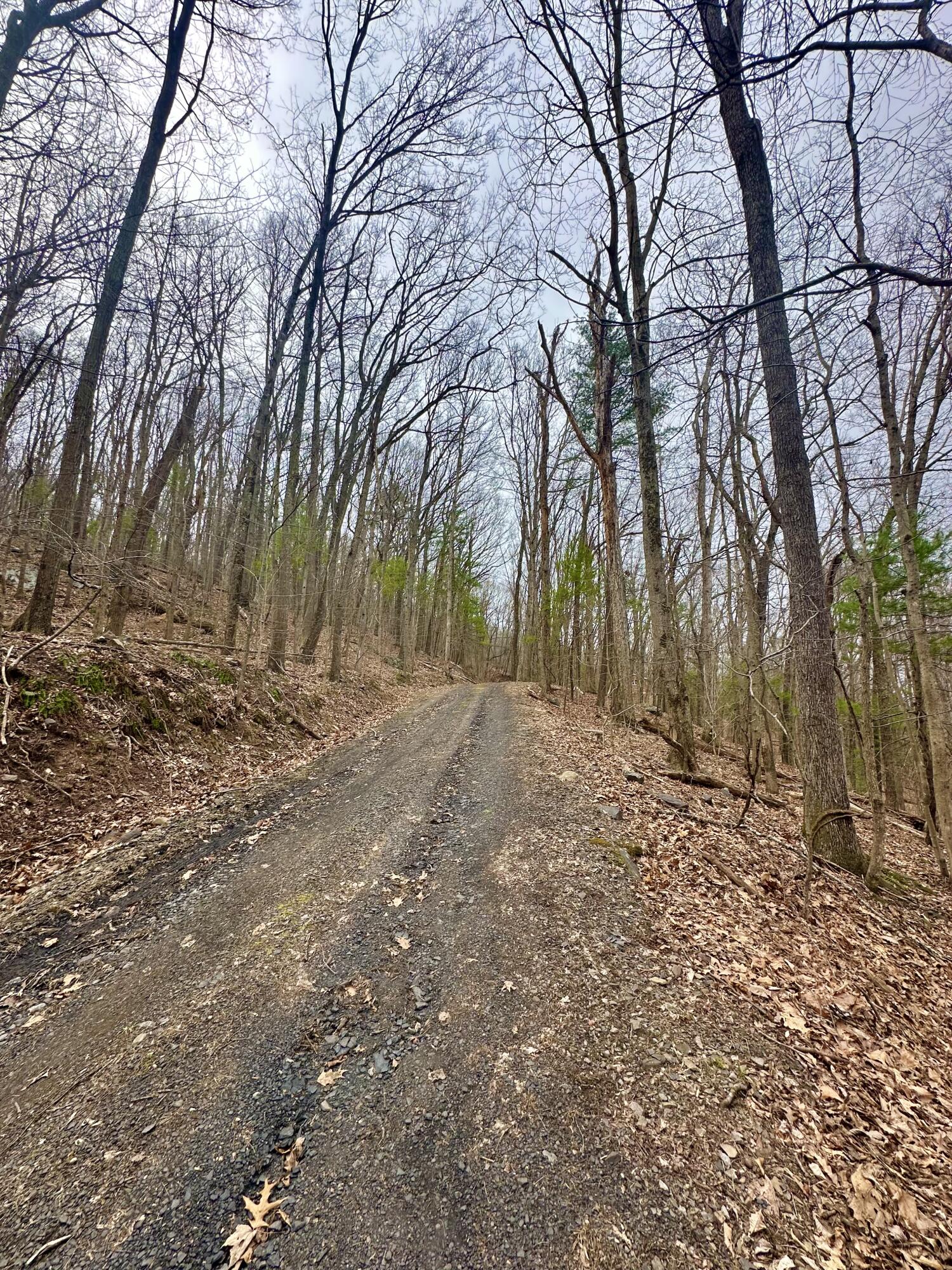 0 Taylor Lane Covington, VA 24426 - Photo 7 of 10 a view of backyard with large trees