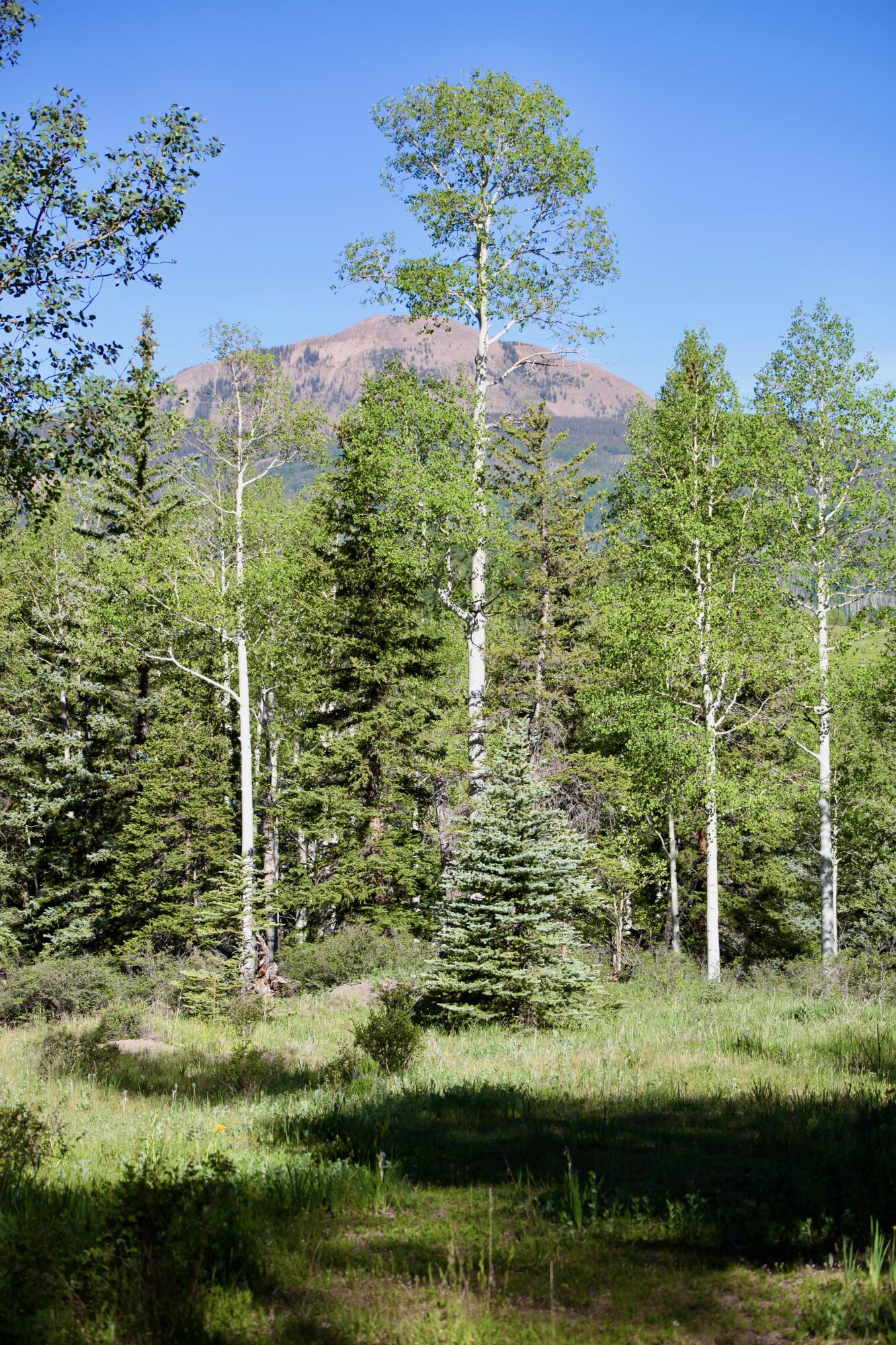 81 Waggoner Road Placerville, CO 81430 - Photo 3 of 18 Lot 66 Wilson Mesa Ranch