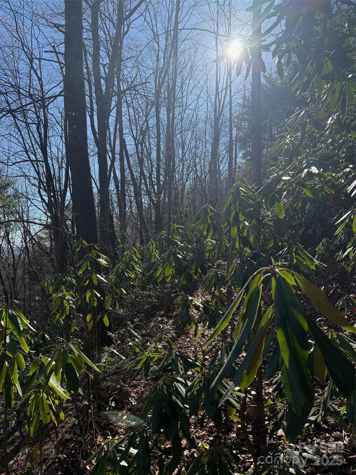 0 Old Sampson Road Lenoir, NC 28645 - Photo 4 of 4 a plant in a garden