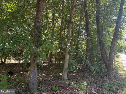 a view of forest