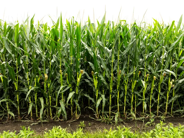 $1,497,600 | 15570 2750 East Street, Princeton, IL 61356