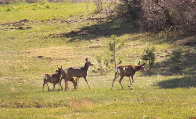 $80,000 | 721 Clint Circle, Pagosa Springs, CO 81147