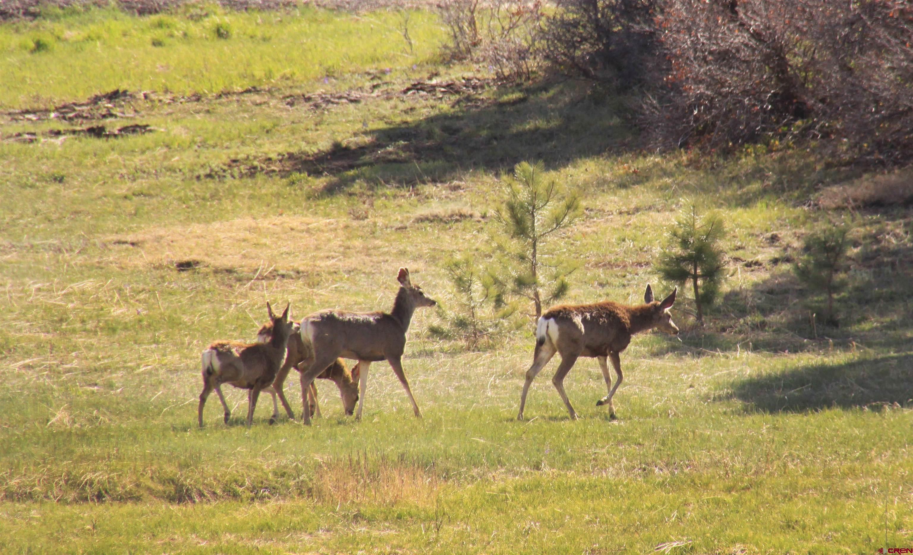 721 Clint Circle Pagosa Springs, CO 81147 - Photo 2 of 42 a view of an ocean from a lake