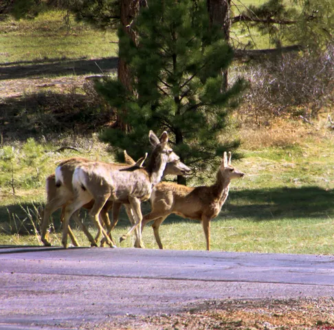 $80,000 | 721 Clint Circle, Pagosa Springs, CO 81147