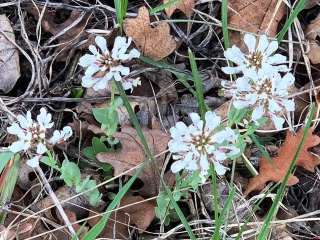 $80,000 | 721 Clint Circle, Pagosa Springs, CO 81147