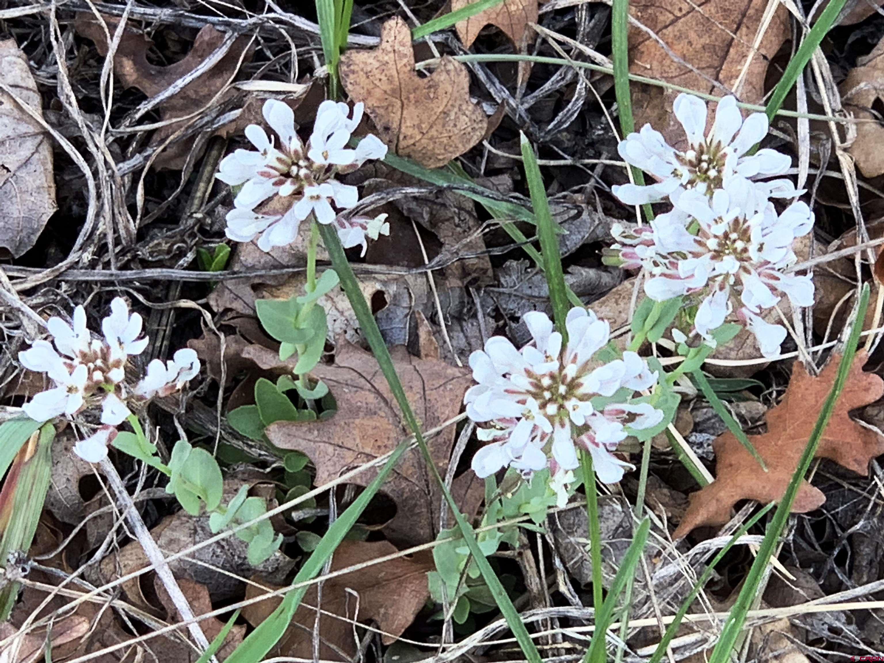721 Clint Circle Pagosa Springs, CO 81147 - Photo 9 of 42 a plant with lots of flowers
