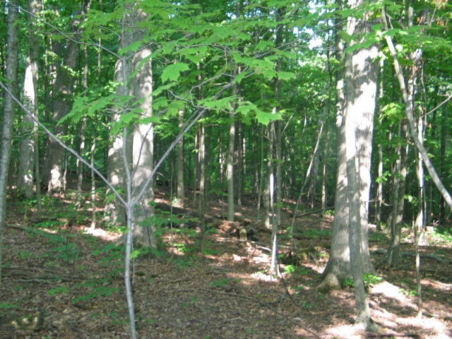 11329 Mercer Road Jerome, MI 49249 - Photo 1 of 22 IMG_5951