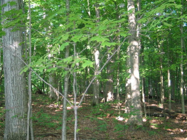 11329 Mercer Road Jerome, MI 49249 - Photo 13 of 22 IMG_5952