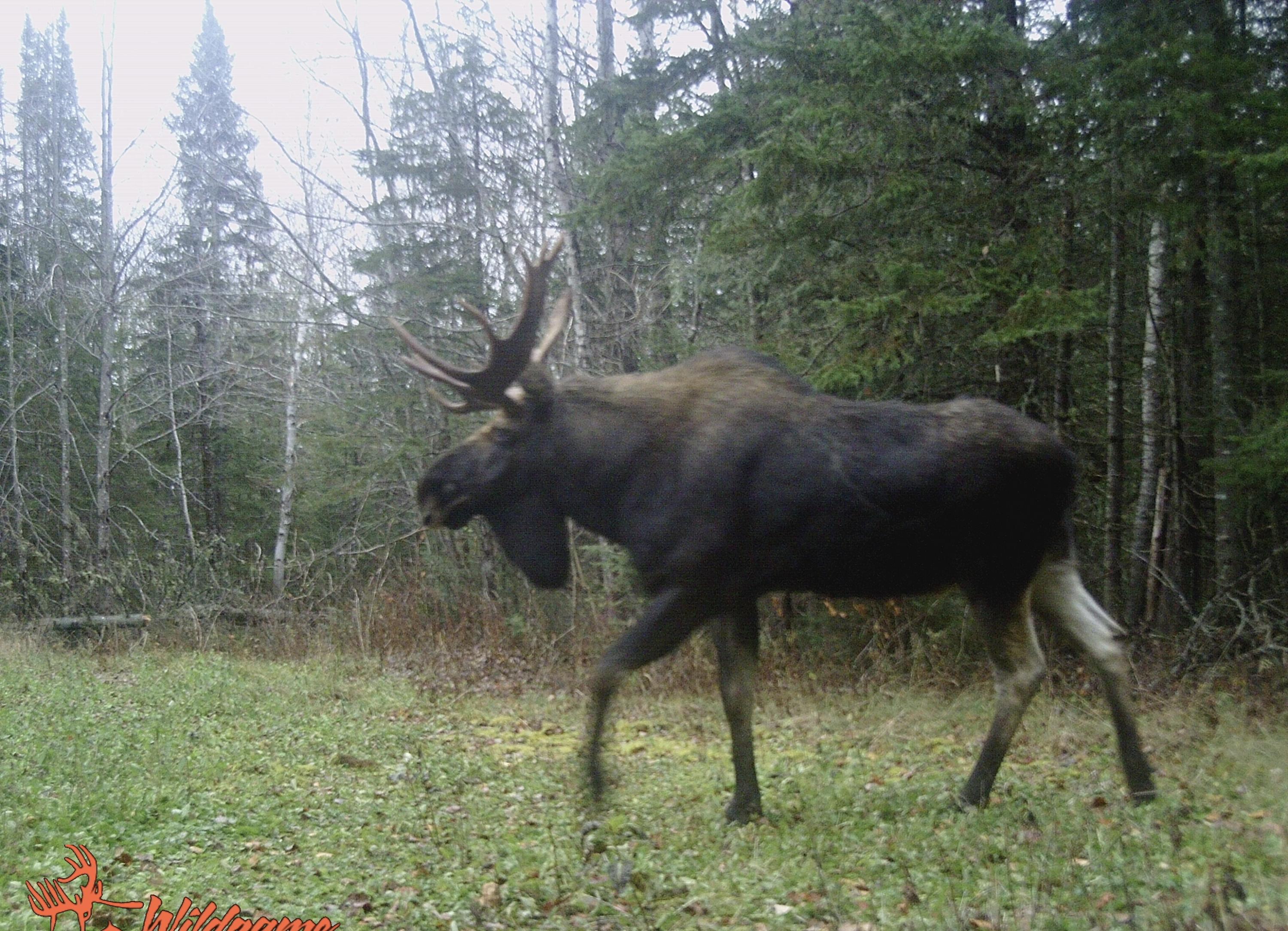 Map7-lot7 West Chapman Road Mapleton, ME 04757 - Photo 35 of 35 fullsizeoutput_df