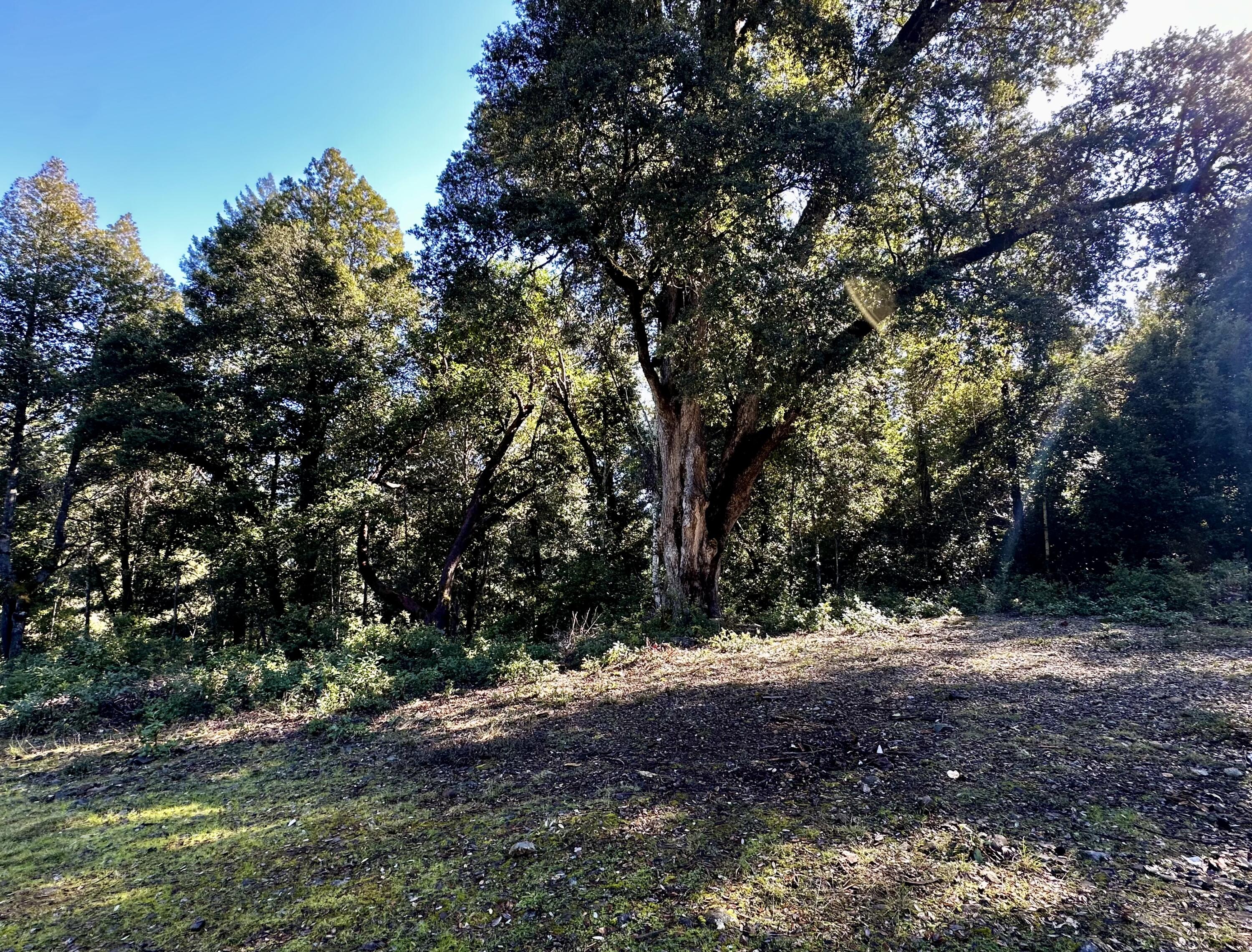 130 West Suzy Q Road Salyer, CA 95563 - Photo 13 of 18