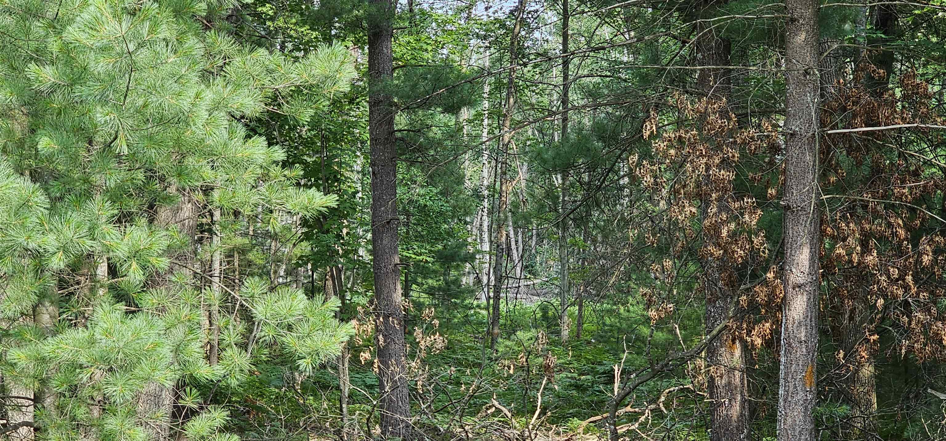 0 Wilderness Road Alger, MI 48610 - Photo 7 of 8
