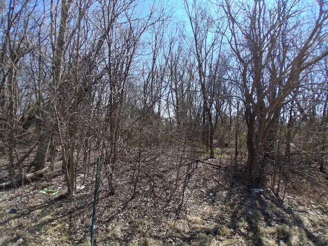 a view of a forest with trees in the background