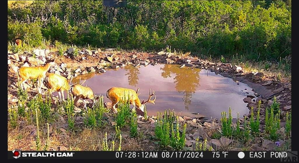 2004 Bear Springs Road Walsenburg, CO 81089 - Photo 19 of 68