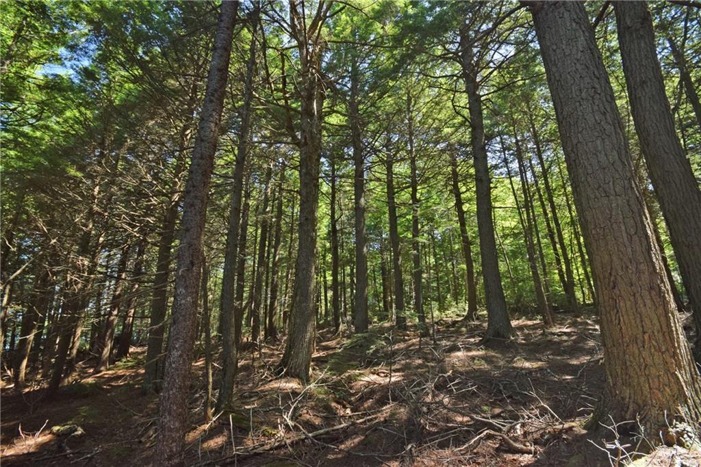 0 Bonney Brook Road Princeton, ME 04668 - Photo 2 of 16 Hemlock trees on site