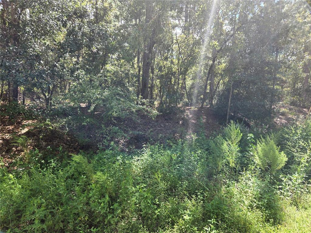 Southwest 76th Lane Dunnellon, FL 34432 - Photo 4 of 14 Gallery Image 4
