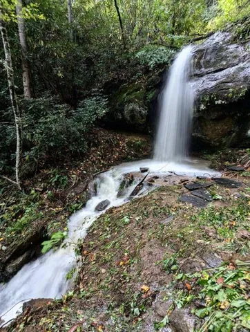 a view of a yard with plants and large trees