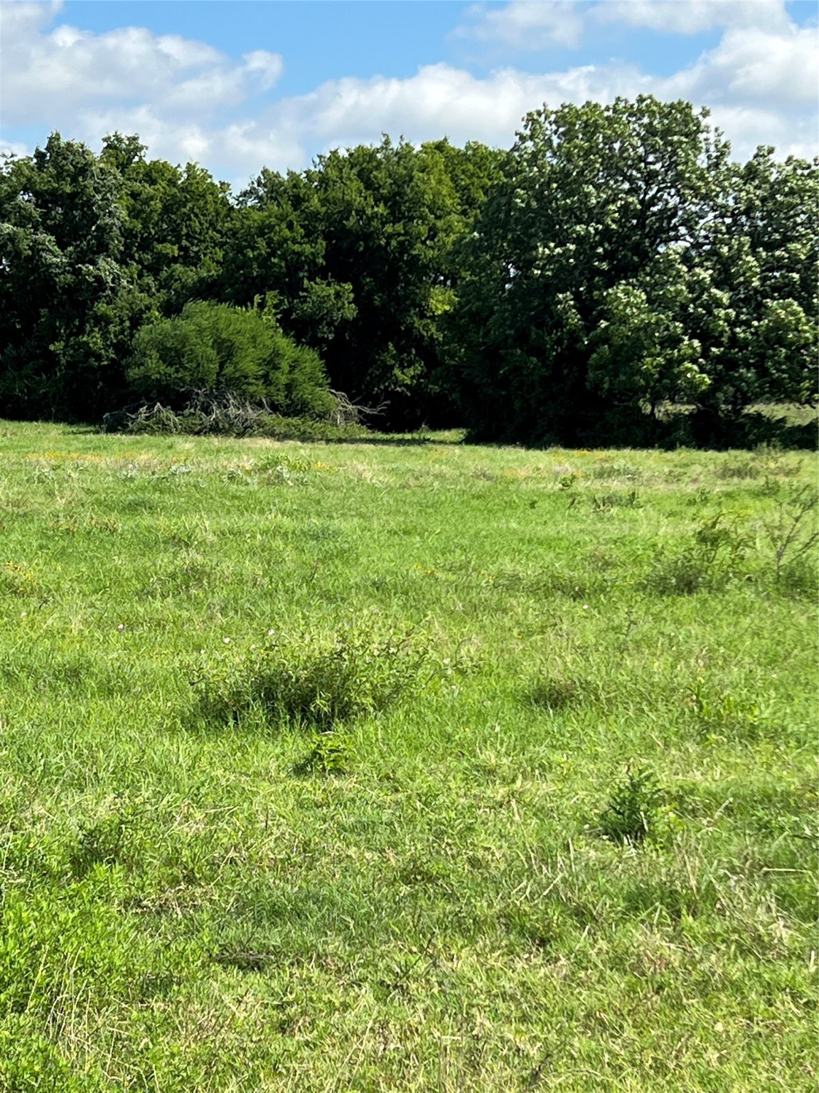a view of garden with trees