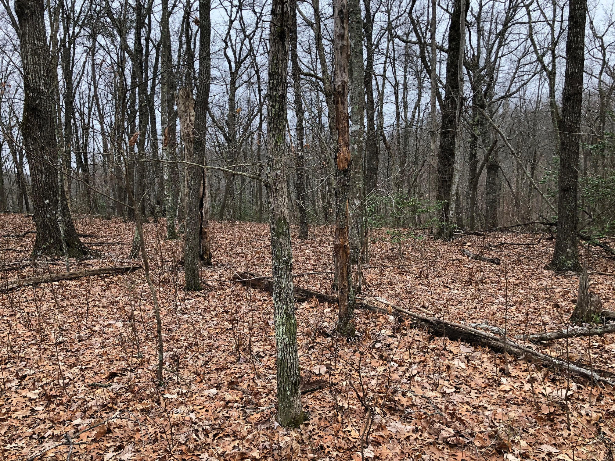 Point Place, Unit 4 Monterey, TN 38574 - Photo 4 of 6 unnamed