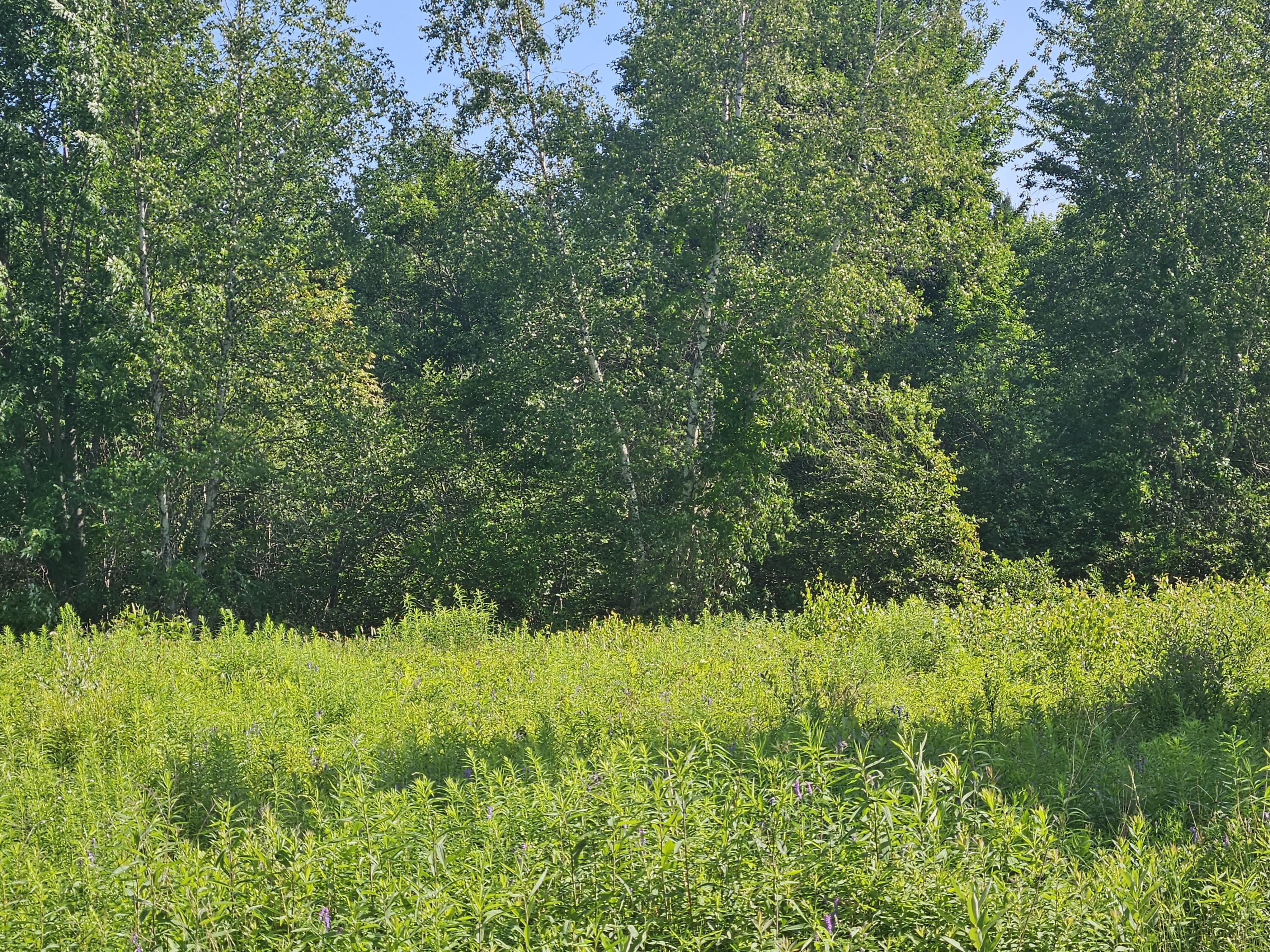 Lot 8-9 Lakeview Road Milo, ME 04463 - Photo 15 of 26 1000016410