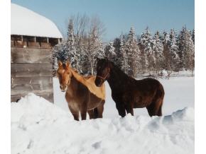 578 Belmont Road Mount Holly, VT 05730 - Photo 11 of 12 Gallery Image 11