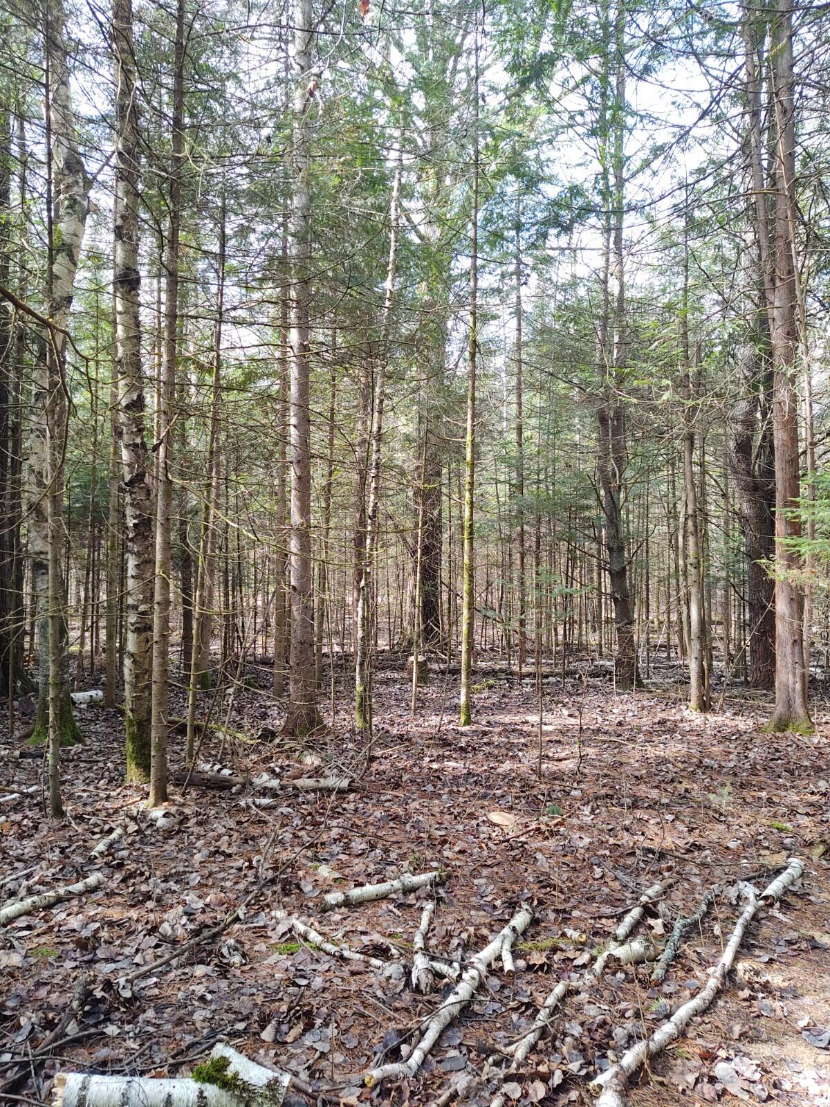 8275 Carter Road Cheboygan, MI 49721 - Photo 72 of 97 Gallery Image 72