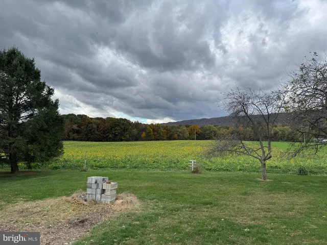 a view of a park with large trees