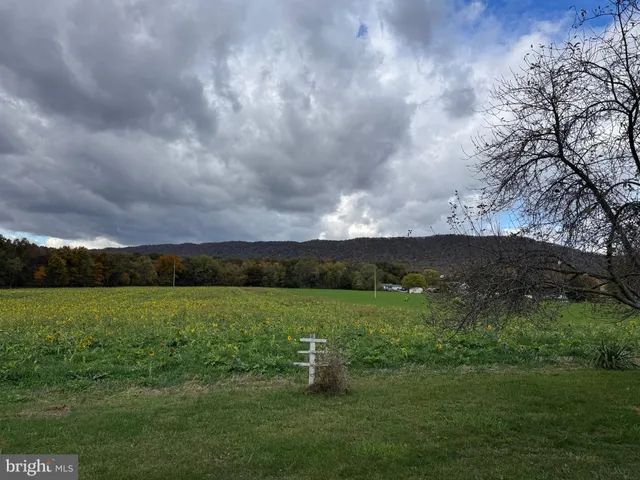 a view of a park with large trees
