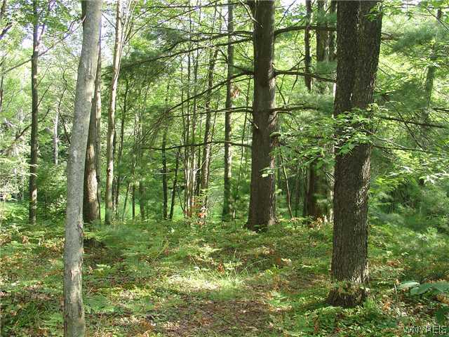 4336 Woodside Road Collins, NY 14091 - Photo 1 of 1 Land
