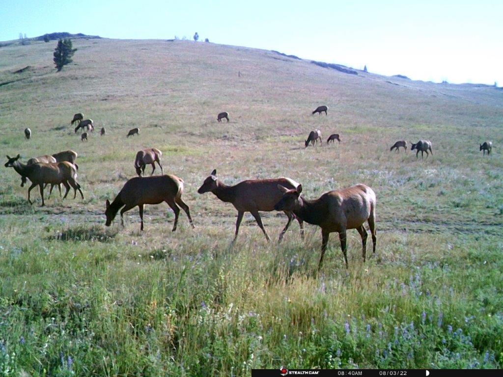 Tbd Indian Creek Road Townsend, MT 59644 - Photo 31 of 50 Gallery Image 31