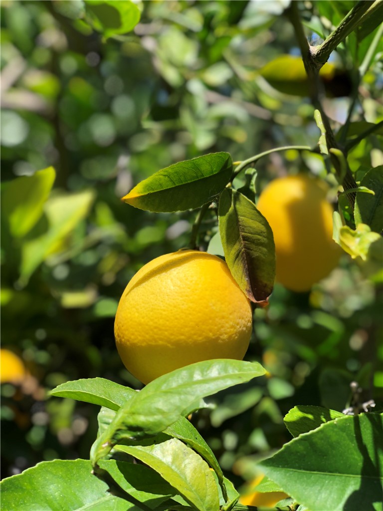 12 Coach Road Rancho Palos Verdes, CA 90275 - Photo 18 of 26 a view of a garden