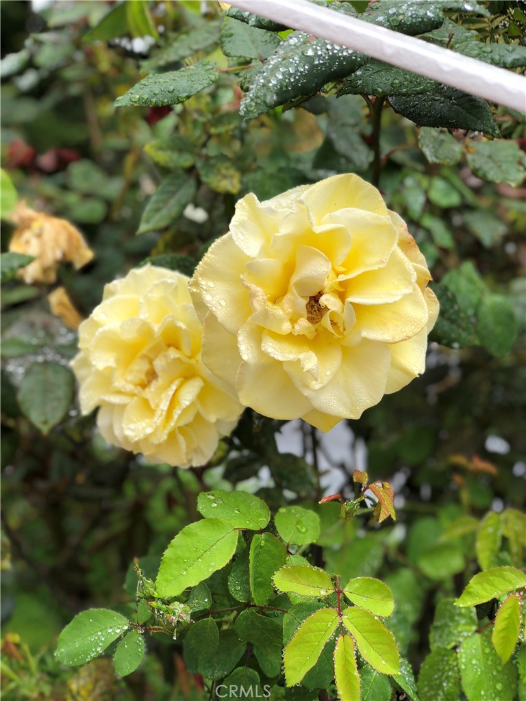 12 Coach Road Rancho Palos Verdes, CA 90275 - Photo 21 of 26 a view of under tree