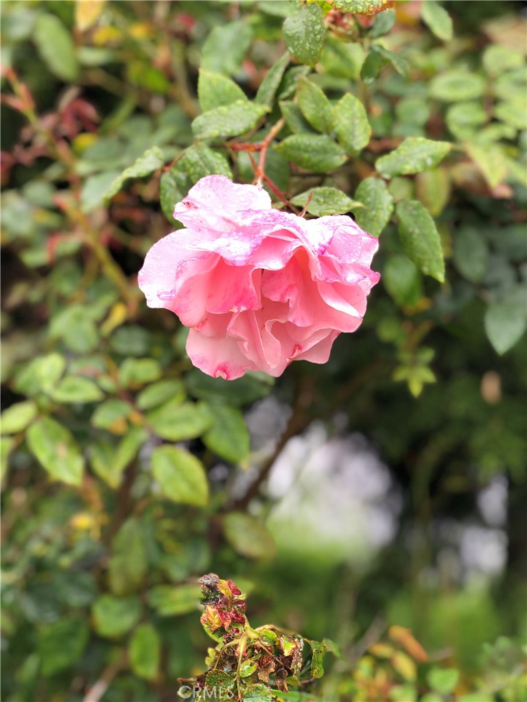 12 Coach Road Rancho Palos Verdes, CA 90275 - Photo 22 of 26 a view of a flower