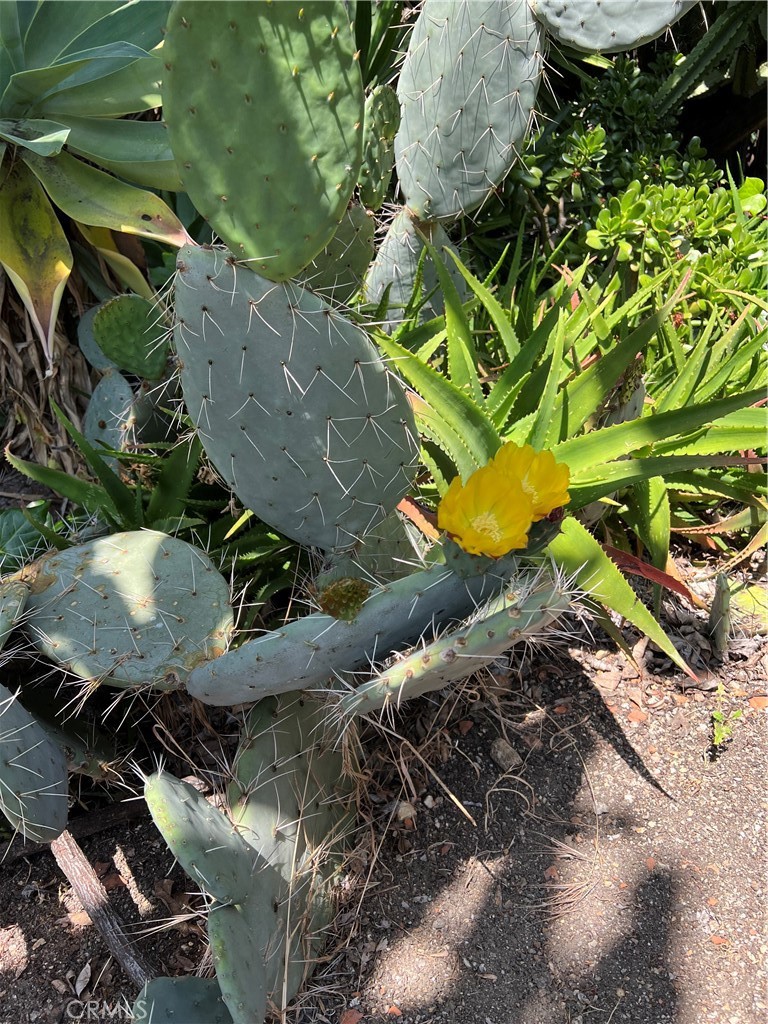 12 Coach Road Rancho Palos Verdes, CA 90275 - Photo 24 of 26 a bird view of a backyard