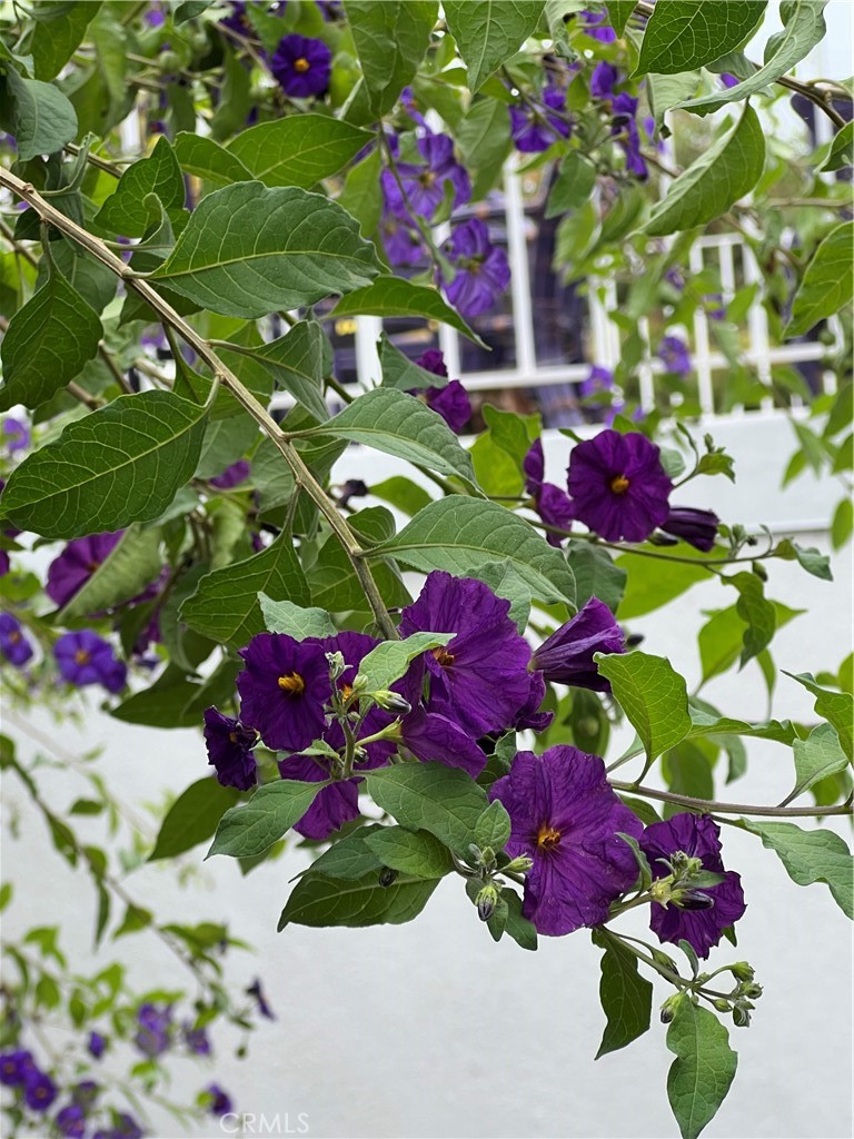 12 Coach Road Rancho Palos Verdes, CA 90275 - Photo 25 of 26 a view of a flower