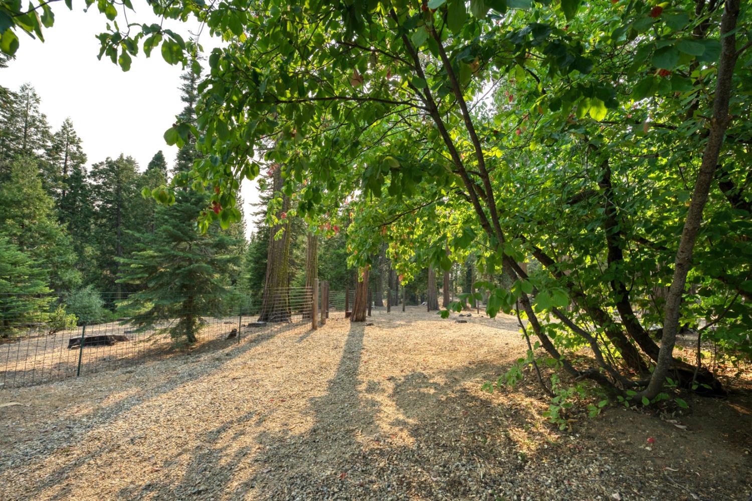 38848 Ridge Road Shaver Lake, CA 93664 - Photo 55 of 81 a view of outdoor space with trees