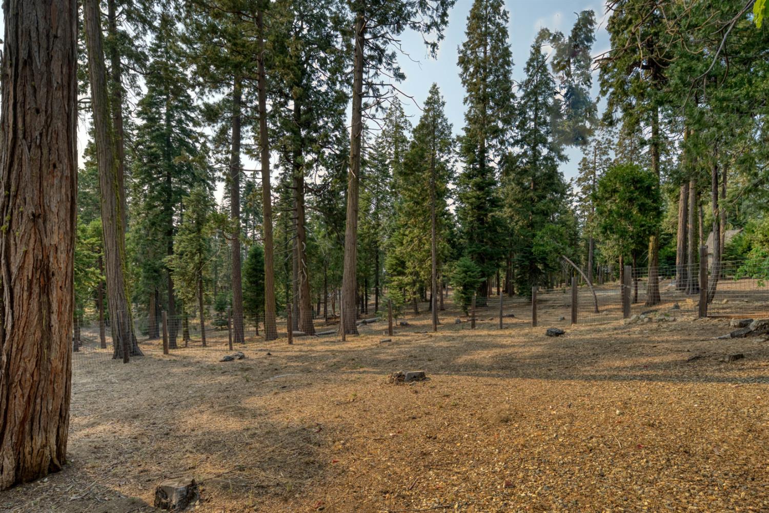 38848 Ridge Road Shaver Lake, CA 93664 - Photo 57 of 81 a backyard of a house with lots of trees