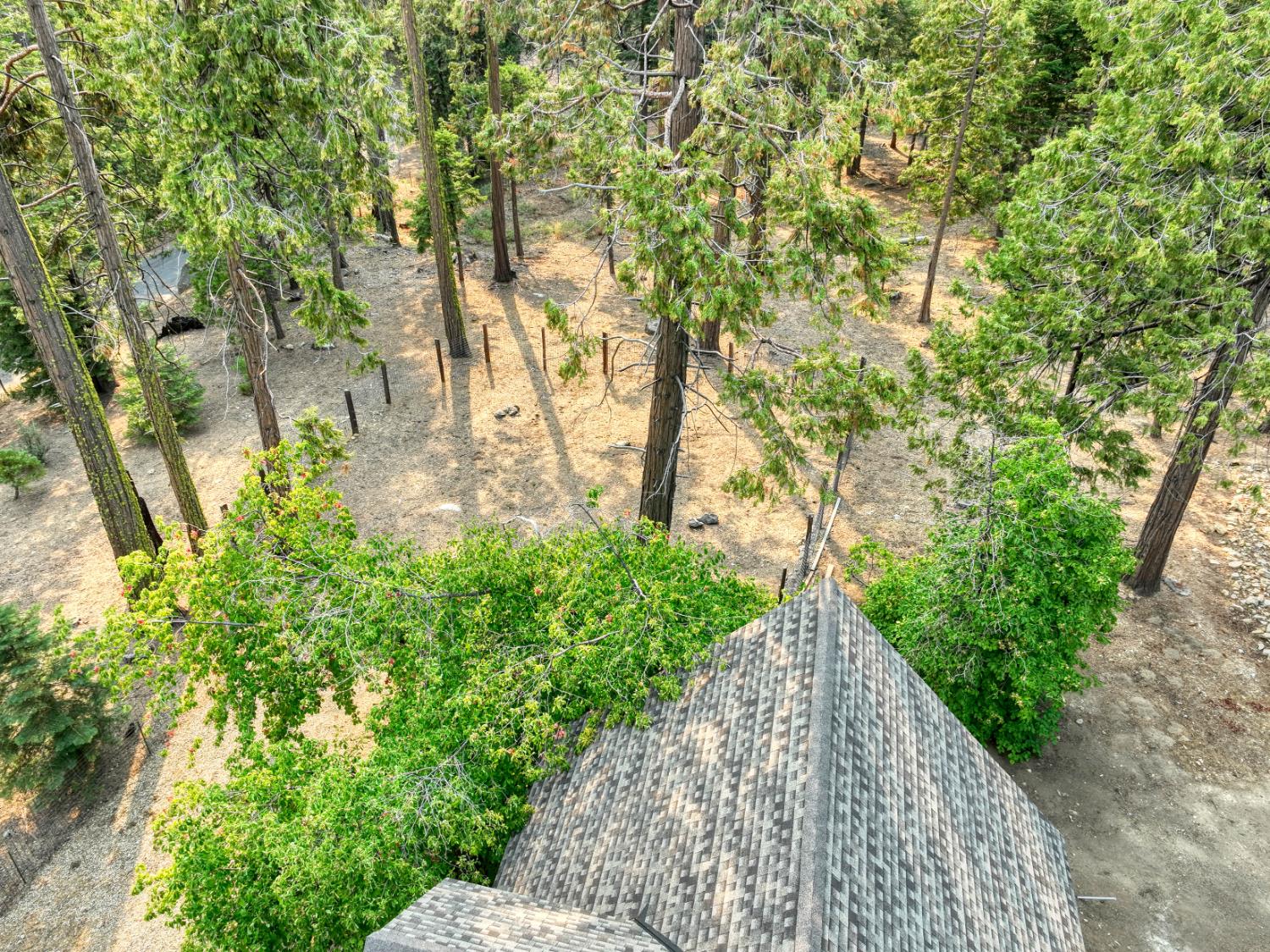 38848 Ridge Road Shaver Lake, CA 93664 - Photo 66 of 81 a view of a pathway both side of yard